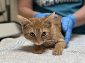 Rescue Domestic Short Hair Cats for Adoption in Raleigh, North Carolina - PENNYWISE | PetCurious