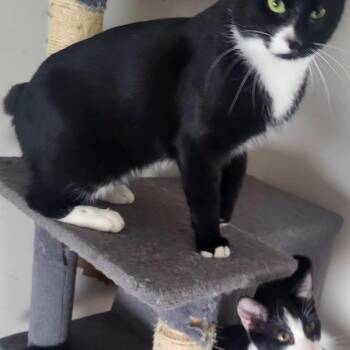 Bobbie Bobtail -  American Bobtail and Tuxedo Cat for Adoption in Bennington, Vermont - Bobbie Bobtail | PetCurious