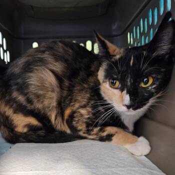 Mama Rose -  Domestic Short Hair Cat for Adoption in Greensboro, North Carolina - Mama Rose | PetCurious