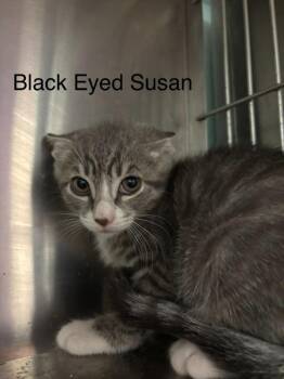 Black Eyed Susan -  Domestic Short Hair Cat for Adoption in Cambridge, Maryland - Black Eyed Susan | PetCurious
