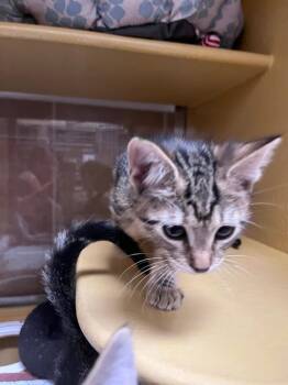 Domestic Short Hair Cats Available for Adoption in Fort Collins, Colorado - Lewis | PetCurious