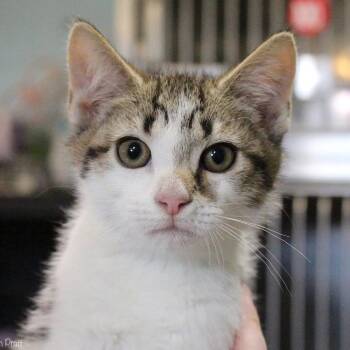 Domestic Short Hair Cats Available for Adoption - Kurt Hummel | PetCurious