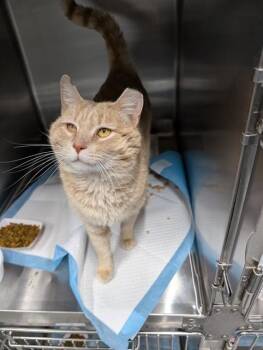 Domestic Short Hair Cats Available for Adoption in Westminster, Maryland - CARROTTS | PetCurious