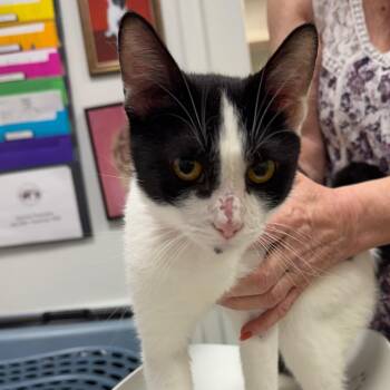 Gravy -  Domestic Short Hair Cat for Adoption in Peoria, Illinois - Gravy | PetCurious