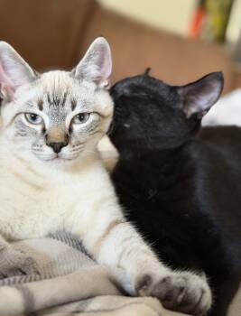 Jiji -  Domestic Short Hair Cat for Adoption in Nashville, Tennessee - Jiji | PetCurious