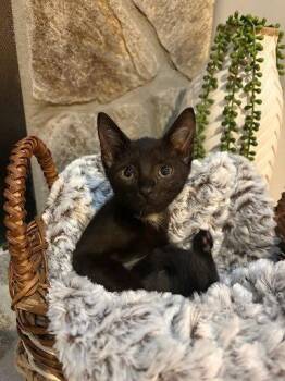 Biscayne -  Domestic Short Hair Cat for Adoption in Raleigh, North Carolina - Biscayne | PetCurious