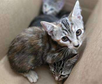 BURRITO -  Domestic Short Hair Cat for Adoption in Dallas, Texas - BURRITO | PetCurious