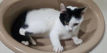 Dot -  Domestic Short Hair Cat for Adoption in Smyrna, Delaware - Dot | PetCurious