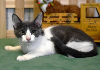 Donovan -  Domestic Medium Hair Cat for Adoption in Roanoke, Texas - Donovan | PetCurious