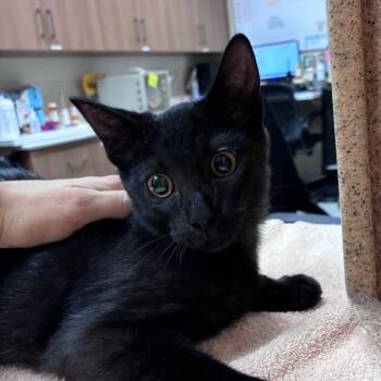 Velveeta -  Domestic Short Hair Cat for Adoption in Reno, Nevada - Velveeta | PetCurious