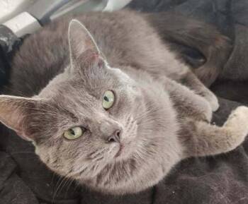 Domestic Short Hair Cats Available for Adoption in Dayton, Minnesota - Elvis | PetCurious