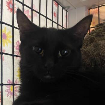 Domestic Short Hair Cats Available for Adoption - Casanova | PetCurious