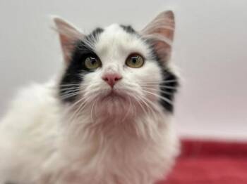 Rescue Domestic Medium Hair Cats for Adoption in Portland, Oregon - Blair | PetCurious