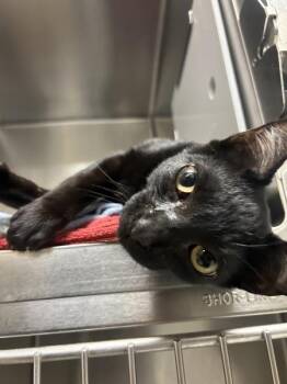 Quilt -  Domestic Short Hair Cat for Adoption in Portland, Oregon - Quilt | PetCurious