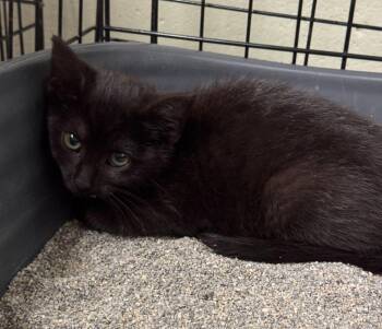 Huggy Bear -  Domestic Short Hair Cat for Adoption in Saint Clairsville, Ohio - Huggy Bear | PetCurious