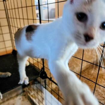 Roxie -  Domestic Short Hair Cat for Adoption in Albuquerque, New Mexico - Roxie | PetCurious