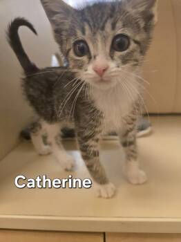 Domestic Short Hair Cats Available for Adoption - Catherine | PetCurious