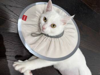 Snow -  Turkish Angora and Domestic Short Hair Cat for Adoption in Philadelphia, Pennsylvania - Snow | PetCurious