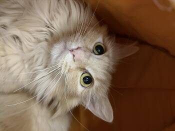 Domestic Long Hair Cats Available for Adoption in Louisville, Kentucky - Princess | PetCurious