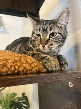 Mocha -  Domestic Short Hair Cat for Adoption in Liverpool, Texas - Mocha | PetCurious