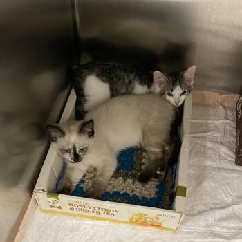 Siamese Cats Available for Adoption in Westminster, California - WAGS-Stray-21094_2 | PetCurious