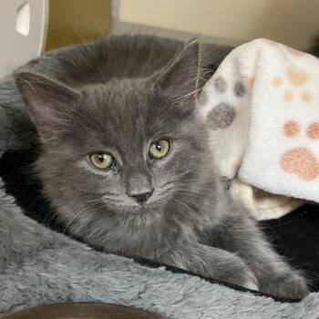 Domestic Medium Hair Cats Available for Adoption in Las Vegas, Nevada - Dawson 53429 | PetCurious