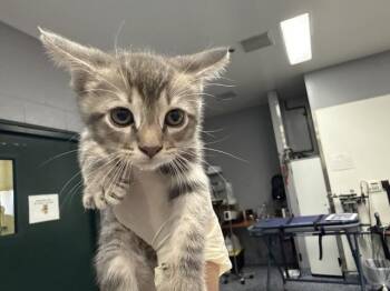 A1925095 -  Domestic Short Hair Cat for Adoption in Thousand Palms, California - A1925095 | PetCurious