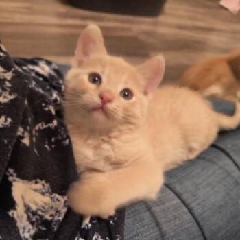 Domestic Short Hair Cats Available for Adoption in Prescott, Arizona - Dawn | PetCurious