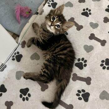 Domestic Medium Hair Cats Available for Adoption in Candler, North Carolina - Chunky Monkey | PetCurious