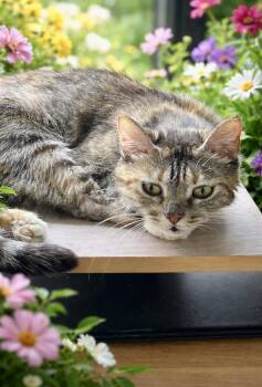 Domestic Short Hair Cats Available for Adoption in Hopkinton, Massachusetts - Bianca | PetCurious