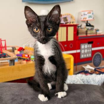 Rescue Domestic Short Hair Cats for Adoption in Long Beach, California - Jinx | PetCurious