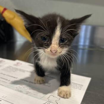 Scooter* -  Domestic Short Hair Cat for Adoption in San Gabriel, California - Scooter* | PetCurious