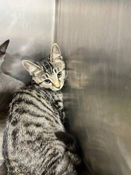 Cody -  Domestic Short Hair Cat for Adoption in Hopkinsville, Kentucky - Cody | PetCurious