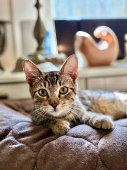 Sparrow -  Tabby Cat for Adoption in Gulfport, Mississippi - Sparrow | PetCurious