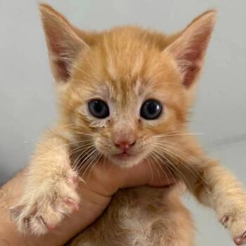 Peaches -  Domestic Short Hair Cat Available for Adoption in San Diego, California - Peaches | PetCurious