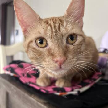 Felix -  American Shorthair Cat for Adoption in Medford, Massachusetts - Felix | PetCurious