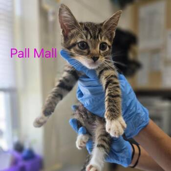 Pall Mall -  Domestic Short Hair Cat for Adoption in Windsor, Virginia - Pall Mall | PetCurious