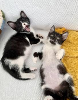 Wanda and Cosmo -  Domestic Short Hair Cat for Adoption in New Orleans, Louisiana - Wanda And Cosmo | PetCurious