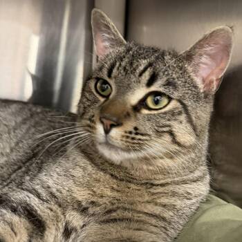 Domestic Short Hair Cats Available for Adoption - Amantius | PetCurious