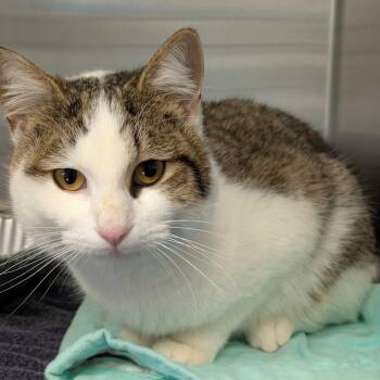 Domestic Short Hair Cats Available for Adoption - Gnocci | PetCurious