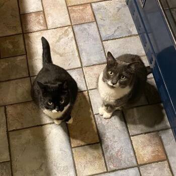Domestic Medium Hair Cats Available for Adoption - Brembo & Mister (Bonded)  | PetCurious