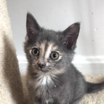 Smudge McKenzie (Stormy kitten) -  Domestic Short Hair Cat for Adoption in Merrifield, Virginia - Smudge McKenzie (Stormy Kitten) | PetCurious
