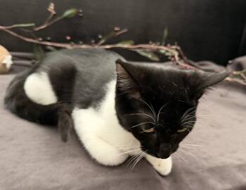 Kanga -  Domestic Short Hair Cat for Adoption in Fayetteville, Georgia - Kanga | PetCurious