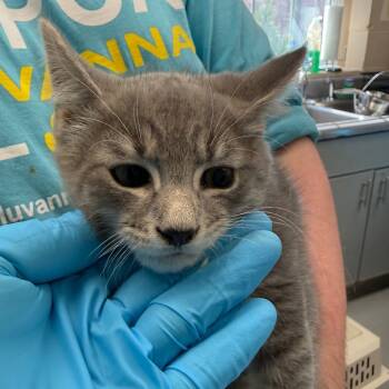 Rescue Domestic Short Hair Cats for Adoption in Troy, Virginia - Comet | PetCurious