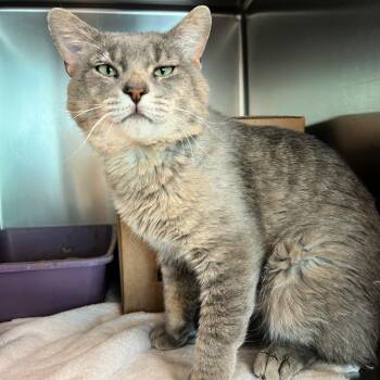 Mr. Darcy -  Domestic Short Hair Cat for Adoption in Lindon, Utah - Mr. Darcy | PetCurious