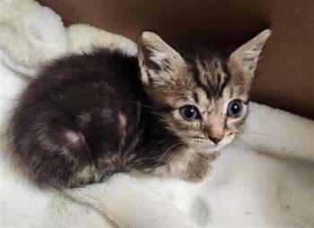 VICTOR -  Domestic Short Hair Cat for Adoption in Fort Lauderdale, Florida - VICTOR | PetCurious