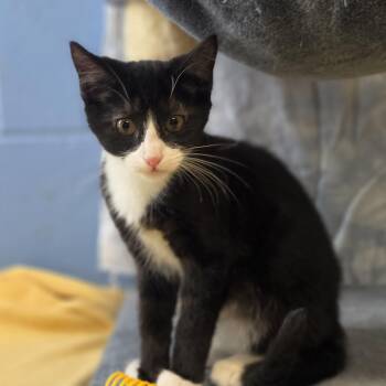 Catsup -  Domestic Short Hair Cat for Adoption in Lowell, Arkansas - Catsup | PetCurious
