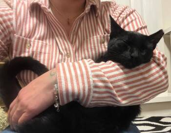 Domestic Short Hair Cats Available for Adoption in Sunnyvale, California - Luke | PetCurious