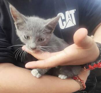 Morgan -  Domestic Short Hair Cat for Adoption in San Diego, California - Morgan | PetCurious