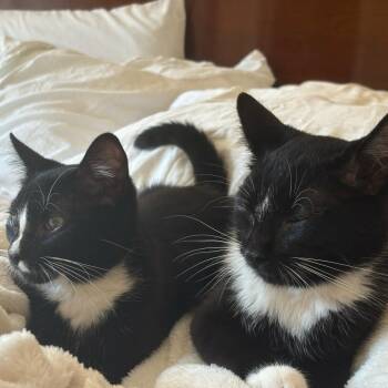 ALPHARETTA -  Lightening -  American Shorthair Cat for Adoption in Blairsville, Georgia - ALPHARETTA -  Lightening | PetCurious